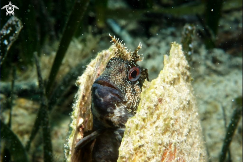 A Blennide gattoruggine