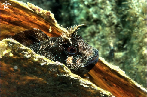 A Parablennius gattorugine | Blennide gattoruggine