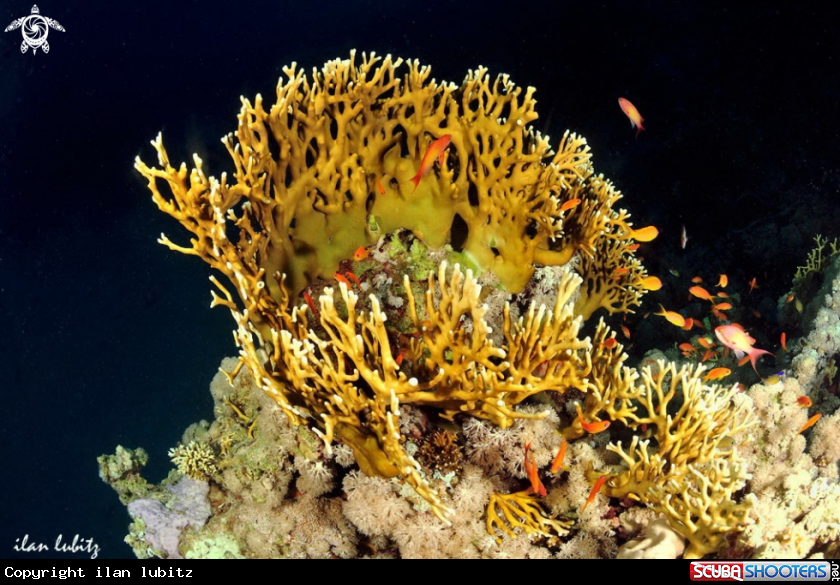 A Fire coral