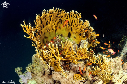 A Fire coral