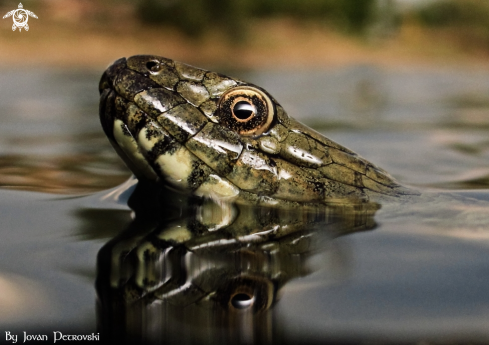 A Natrix tessellata | Vodena zmija Ribarica / Water snake - Ribarica.