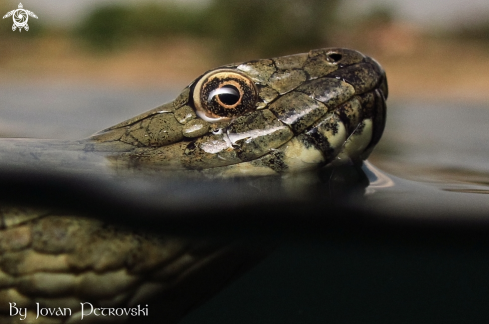 A Natrix tessellata | Vodena zmija Ribarica / Water snake - Ribarica.