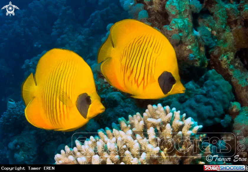 A Masked Butterfly Fish 