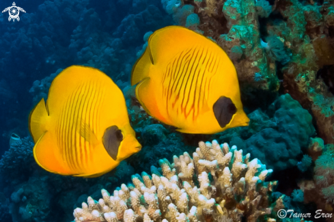 A Chaetodon Semilarvatus | Masked Butterfly Fish 