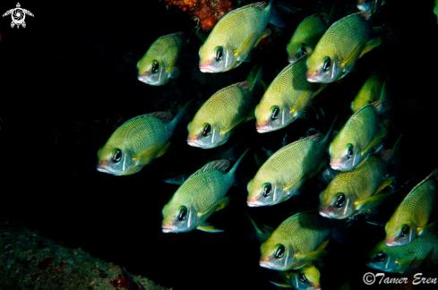 A Pearly Monocle Bream