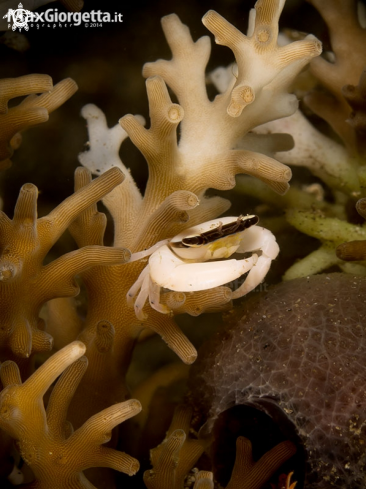 A black mask crab