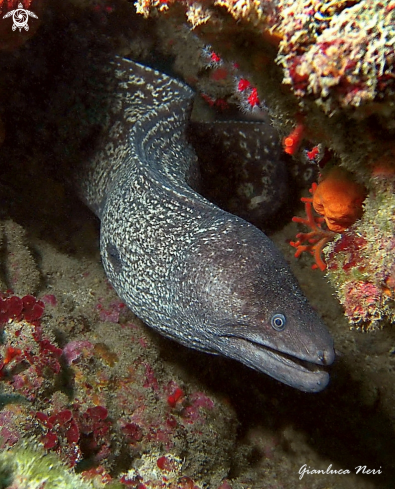 A Muraena Helena | Murena