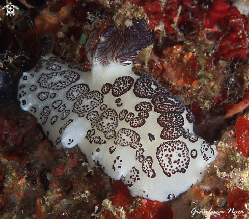 A Nudibranch