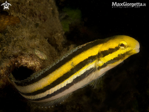 A Shorthead Fangblenny - Petroscirtes breviceps