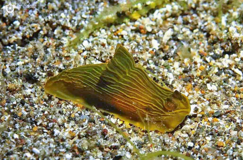 A Nudibranch