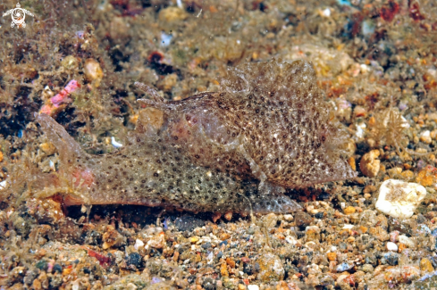 A sea slug