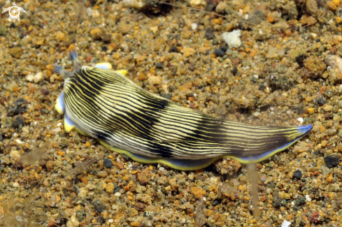 A sea slug