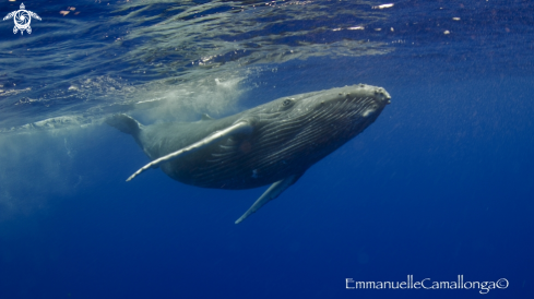 A underwater creature