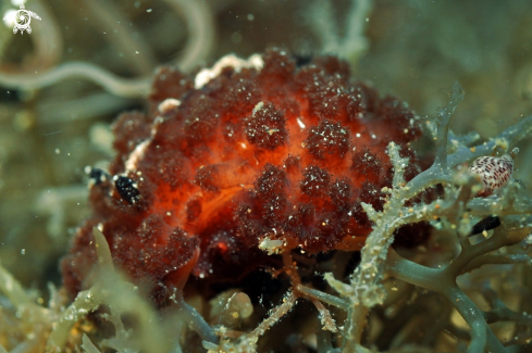 A Nudibranch