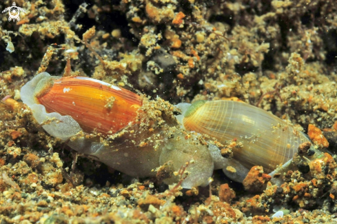 A sea slug