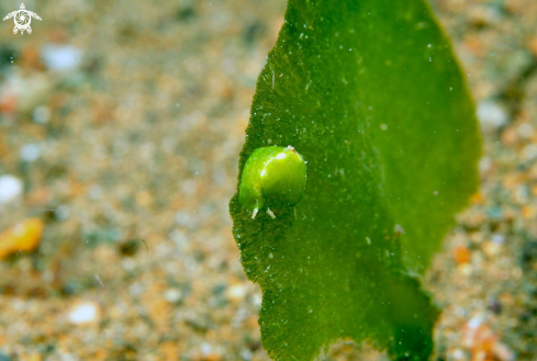 A sea slug