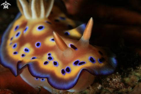 A Goniobranchus kuniei | Nudibranch