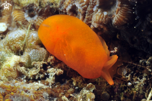 A sea slug