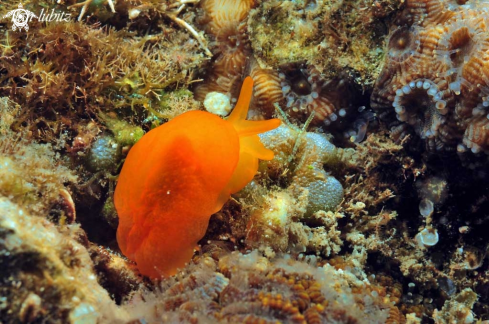 A sea slug