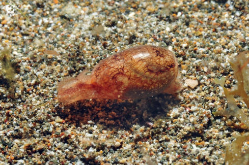 A sea slug