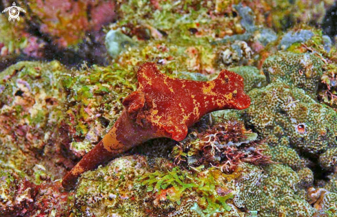 A Nudibranch