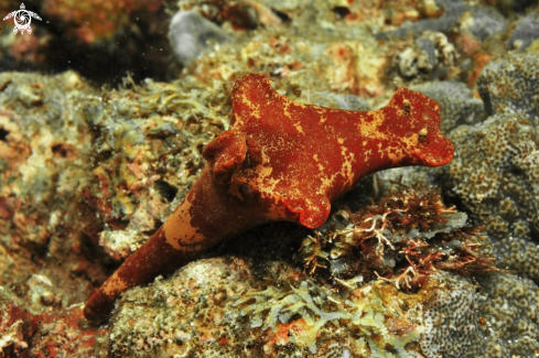 A Nudibranch