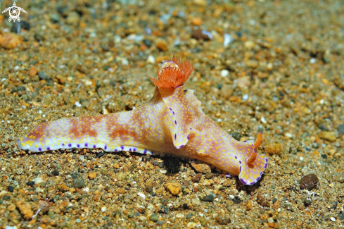 A Nudibranch