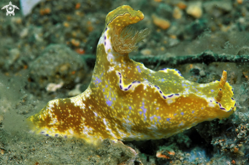 A Nudibranch