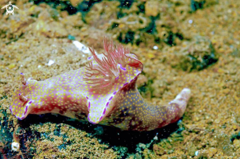 A Nudibranch