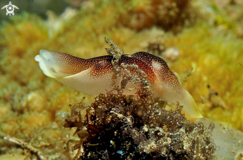 A sea slug