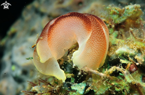 A sea slug