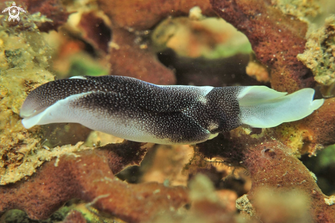 A sea slug