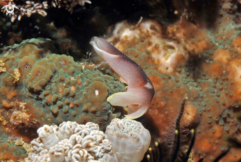 A sea slug