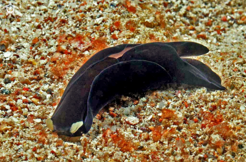 A sea slug