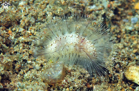 A sea slug