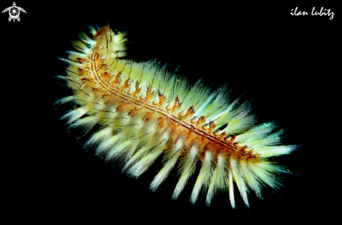 A Chloeia sp.  | sea slug