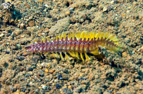 A Chloeia sp.  | sea slug