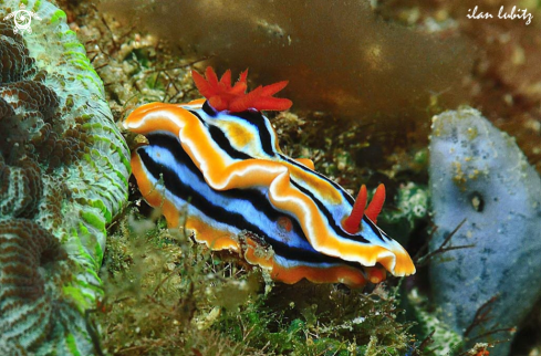 A Nudibranch