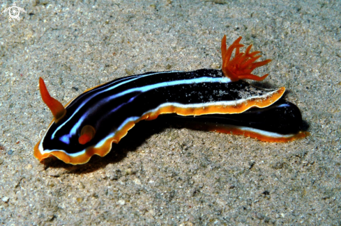 A Chromodoris africana  | Nudibranch