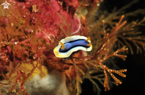 A Chromodoris annae 2  | Nudibranch