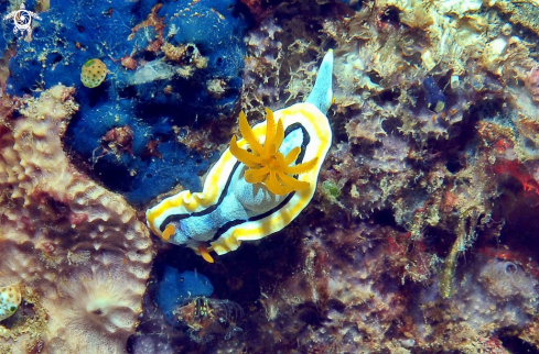 A Nudibranch