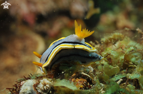 A Chromodoris annae  | Nudibranch