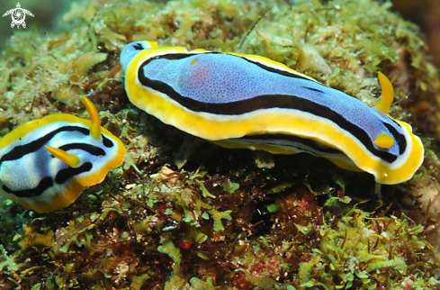 A Chromodoris annae  | Nudibranch