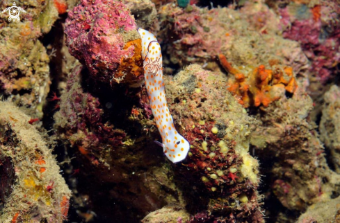 A Nudibranch