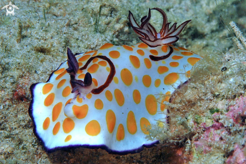 A Chromodoris annulata  | Nudibranch