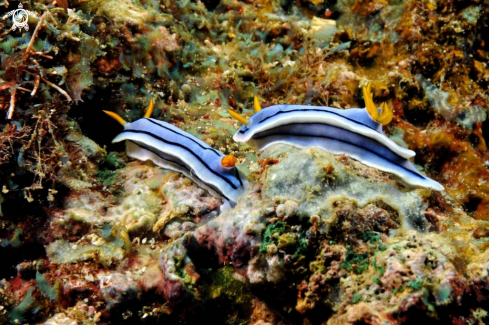 A Chromodoris cf. lochi | Nudibranch