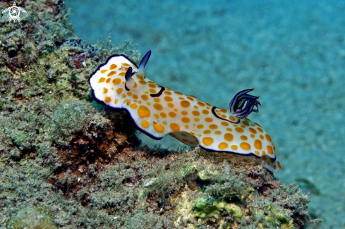 A Nudibranch