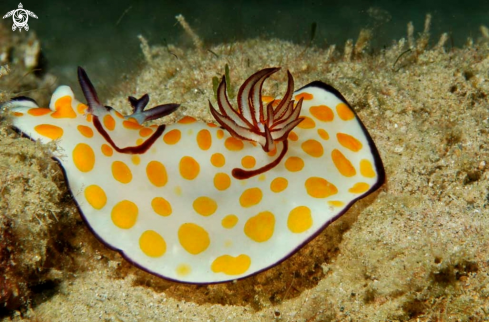 A Nudibranch