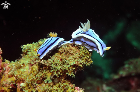 A Nudibranch