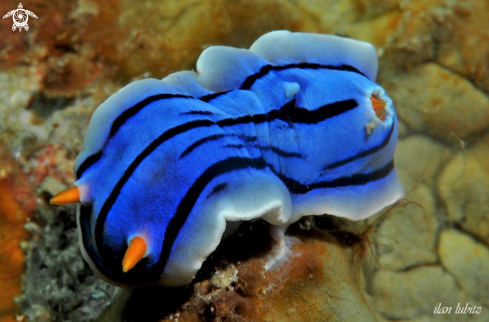 A Chromodoris cf. lochi | Nudibranch